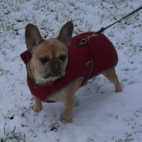 Französische Bulldogge sucht tolle Mensc, Hündin zur Adoption