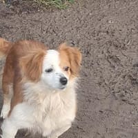 Ulita, kleine Schönheit sucht Zuhause, Hündin zur Adoption