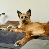 🐶Lieber Rupert sucht Dich🐶, Hund zur Adoption