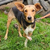 Trudy im Tierheim Sulzbach, Hündin zur Adoption