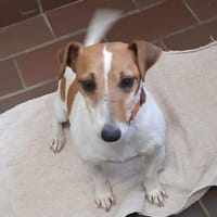 Judy Marie kleine aktive Hundedame, Hündin zur Adoption