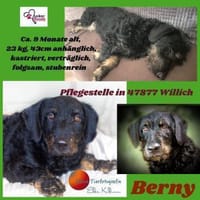 Bernysucht eine liebe Familie, Hund zur Adoption