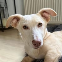 Francky Stanley, geb 8/25, 81929 München, Hund zur Adoption