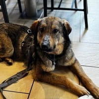 Jenny unser Herzenshund ..., Hündin zur Adoption