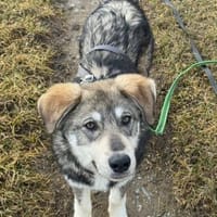 Tobi, freundlicher Junghund sucht dich, Hund zur Adoption