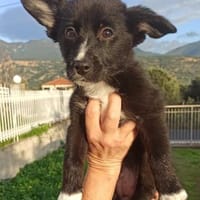 Fröhlicher kleiner Smartie auf der Suche, Hund zur Adoption