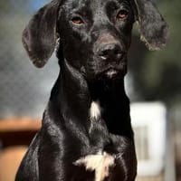 Welpenmädchen Bess sucht ein Zuhause, Hündin zur Adoption