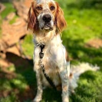 Setter Giannios sucht seine(n) Menschen, Hund zur Adoption