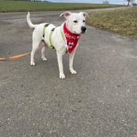 Wunderschöne Afrodita sucht ein Zuhause, Hündin zur Adoption