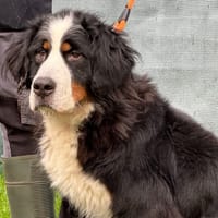 PIANA, chienne à adopter