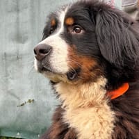 ARIA, chienne à adopter