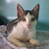 MILOUSE, chat à adopter