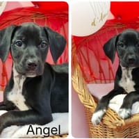 ANGEL(Réservée), chienne à adopter