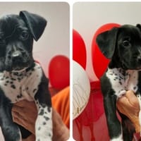 ANEA (Réservée), chienne à adopter