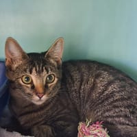 BAGHERRA, chatte à adopter