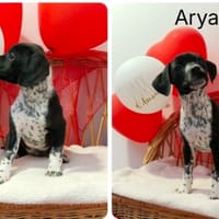 ARYA (Réservée), chienne à adopter
