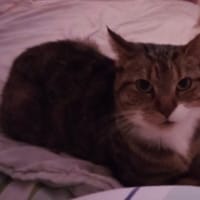 BELLA, chatte à adopter