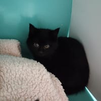 WITCH (promis), chat à adopter