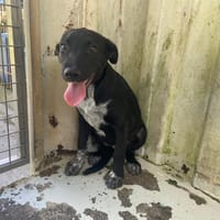TECH, chienne à adopter