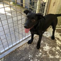 TEMPO, chien à adopter