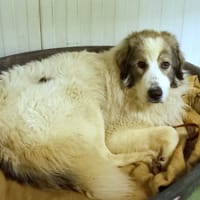 Bunny, chien à adopter