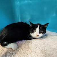 EBENE (promise), chatte à adopter