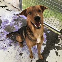 JAZZ, chien à adopter