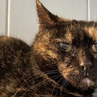 KATNISS, chatte à adopter