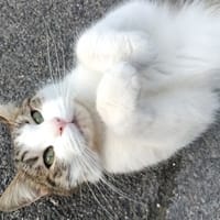 COCO, chat à adopter