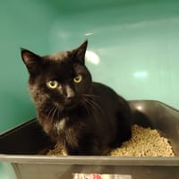 ONIX (promis), chat à adopter