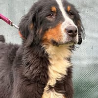 DENERYS, chienne à adopter