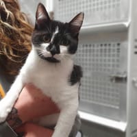 Wall.e (Adoption en duo avec Wasabi), chat à adopter