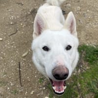 alaska, chien à adopter