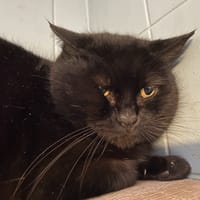 PRIMROSE, chatte à adopter