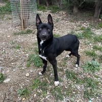 Popy, chien à adopter