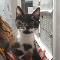 Wasabi (Adoption en duo avec Wall-e), chat à adopter