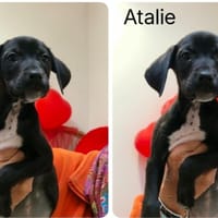 ATALIE (Réservée), chienne à adopter