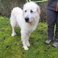 LABELLE, chienne à adopter