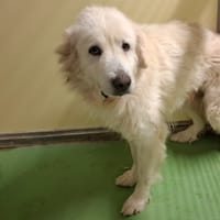 LAINA, chienne à adopter