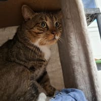 YODA, chat à adopter