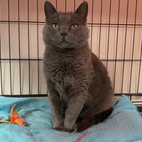 MARIE, chatte à adopter