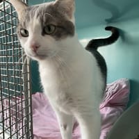 EBAWEN, chat à adopter