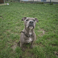 CREVETTE, chienne à adopter