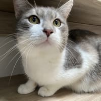 LULU, chat à adopter