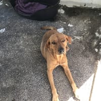 PRALIN, chien à adopter