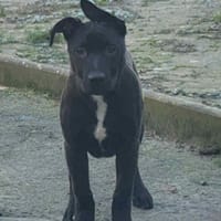 FLOUKY, chien à adopter