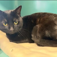 JASPER, chat à adopter