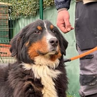 PRINCE, chien à adopter