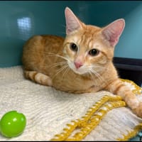 GUSS, chat à adopter