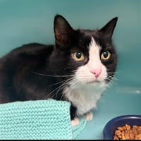 MISHKA, chat à adopter